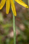 Common Leopardbane